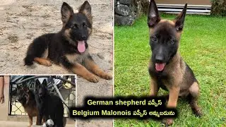 Belgium malinois,Gsd puppy for sale in telugu/9704325 299 /aj pets