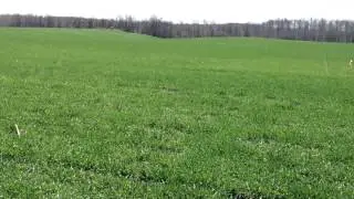 Drilled vs Broadcast Winter Triticale Wyoming County, NY 4-17-2013