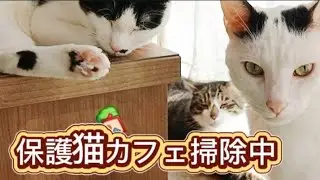 【保護猫カフェ】オープン前の猫たちが可愛すぎる♪