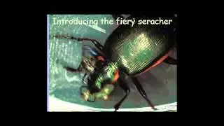 Fiery searcher beetle attacks damaging cankerworm
