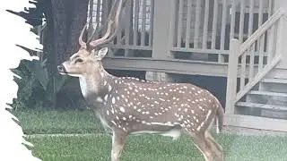 suburban wildlife