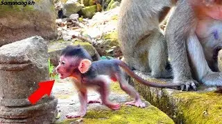 What is baby monkey saying? Sweetie has a nice walking, Samnnang kh