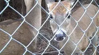PAWS-SC .com Mini Tour of Fawn Rehabilitation Enclosure