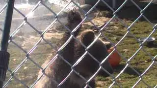 Lemur doing loops