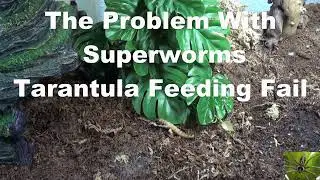 Giant Blue Bloom Bird Eater Tarantula Feeding Fail