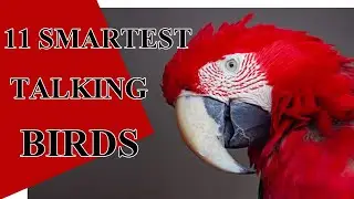 TOP 11 Smartest Talking Birds In The World