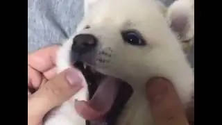 Look at this baby shiba's squishy little face!