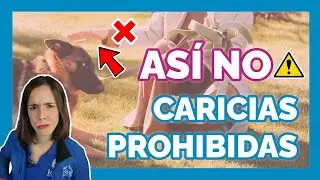 5 CARICIAS PROHIBIDAS EN PERROS 😱 &iexcl;Evita estos errores antes de que sea tarde!