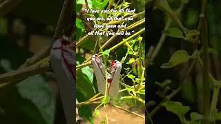 Red Costate Tiger Moth (Aloa cardinalis)