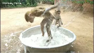 YaYa Very Surprise Splashing​​ So Happy