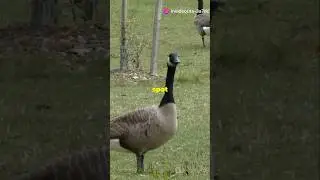 5 Amazing Facts About Geese!