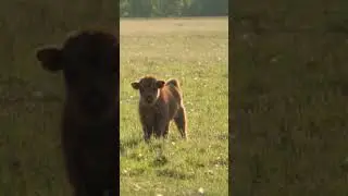 Curious Calf Watching from Afar 🐄 | WildEaseStudio #dance #edit #shorts #animallife