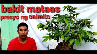 BONSAI PRICE TUTORIAL+CAIMITO BONSAI MATERIAL UPDATE.
