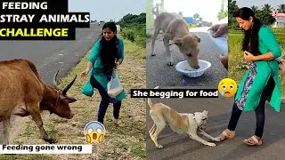 😥Feeding Street Dogs For 24 Hours  challenge Gone wrong 😱 Challenge |Jolly Talks