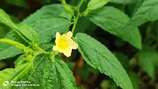 Sida acuta flower, #sida-acuta #commonwireweed #broomweed #yellowflower , #flower , #flowershorts