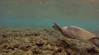 Anini Beach Sea Turtle - Pexton Kaua'i Trip