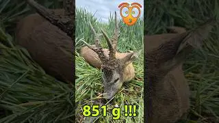 Gold Medal Roebucks #3 | Kapitaler Rehbock &ndash; Rum&auml;nien #hunting #roebuck
