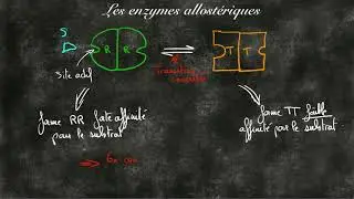 Les enzymes allosteriques
