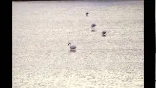 Sardinia Wildlife