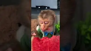 Baby monkey BiBi with a watermelon | Curious Monkey Family's Daily