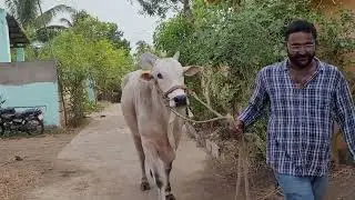 Rama RK bulls vetapalem.....