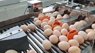 Egg process machine,cleaning,Light inspection，Egg separating machine#eggmachine