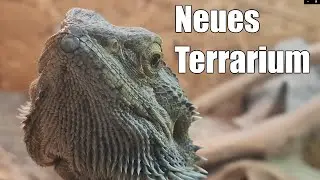 Rex kriegt ein 