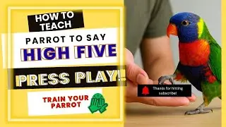 Teach Your Parrot to Talk | High five