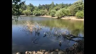 Peaceful Nature Escape | Relaxing River & Forest Ambience 🌿