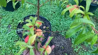 Growing peach trees in containers