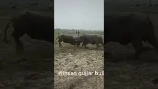 #pakistanibull #indianking #bull #pakistanibullrace #cow