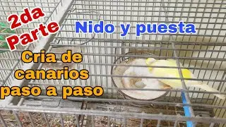 cria de canario paso a paso el nido y la puesta segunda parte