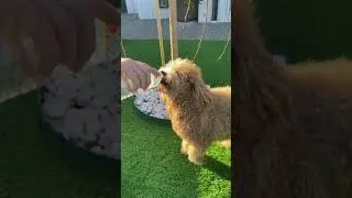 Thirsty Puppy