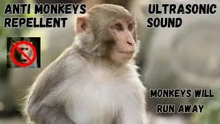 Anti Monkeys Repellent Sound | Sound to Scare Monkeys | Monkey Repellent Sound #prankmonkey #anti