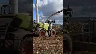 Mais hacken in Sachsen