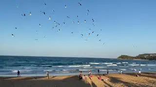 Seagle in Manly beach #northernbeach