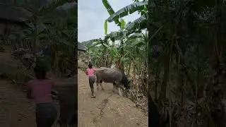 sweet young girl is playing around with the water buffalo #buffalo #beautiful