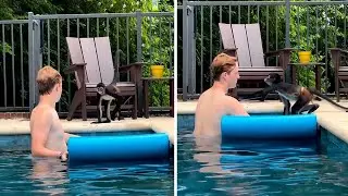 Spider monkey too scared to join human friend in the pool #shorts