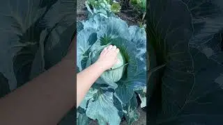 капуста "Агрессор" & "Харьковская зимняя"