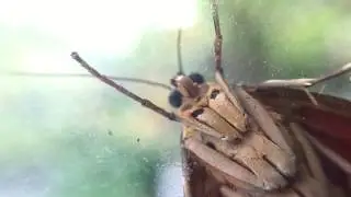 Large moth landed on my window, London, UK, July 2017