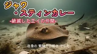 2026 01 22  ジャワ・スティンカレーL #絶滅　#まけるなくまもん