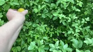 Flying Dragon Citrus, #152,