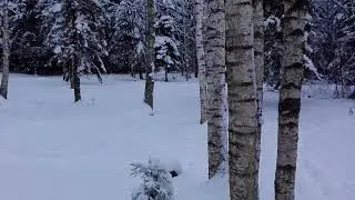 Golden Eagle Photography Hide - The view from the forest side