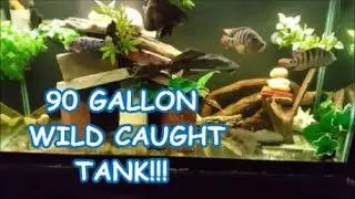 WILD CAUGHT NATIVE 90 GALLON TANK