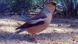 Hawfinch | Picogordo