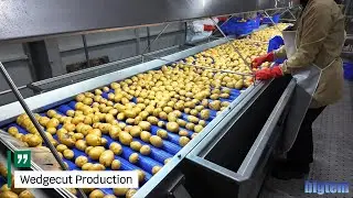 3000 Kg/h Frozen French Fry Production Line - Dondurulmuş Patates Üretim Hattı
