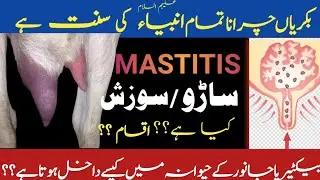 Mastitis Kia ha | Inflammation of udder | Hewana Ki sozish | Saarooa kia ha | Mastitis in goats