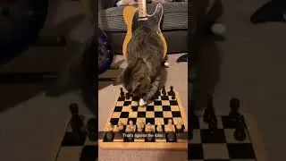 Laugh Break. #shorts #memes #funny #cat #goodmorning #buy #toblerone #attack #history #chess