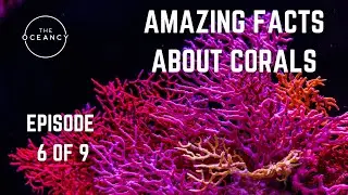 THE OCEANCY LEARNING - EPISODE 6 OF 9 - AMAZING FACTS ABOUT CORALS