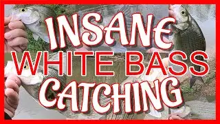Salt River White Bass | 🔥ON A TEAR🔥